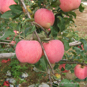 Chinoise Selted Fresh Fresh FUJI Apple